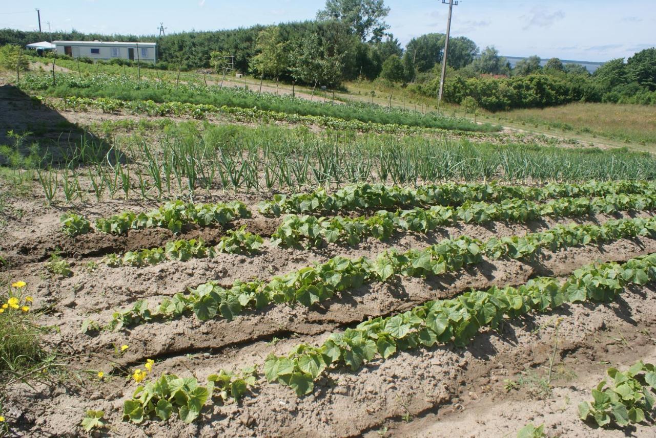 Agrodomki Okej -Dom Koko Gardna Wielka Exterior foto